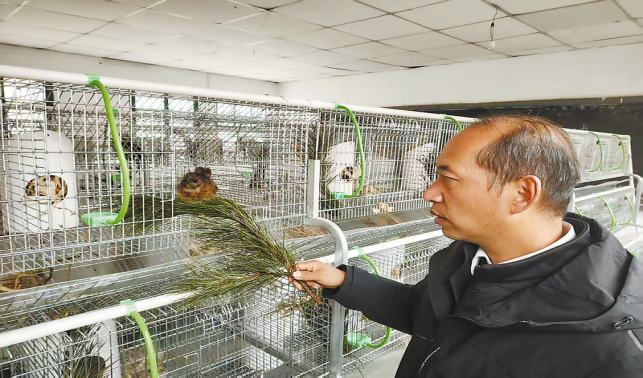 蔡川鎮：鼯鼠成為“致富寶”