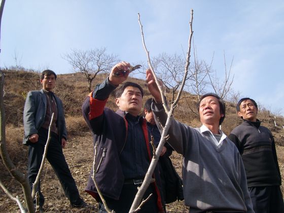開展果樹嫁接、修剪等技術培訓.JPG