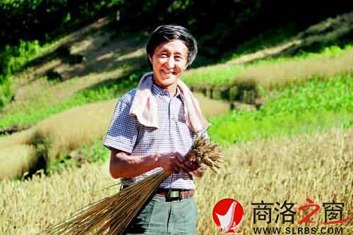 施慶壽來給親戚幫忙，他把麥穗編好后，用來捆麥子。